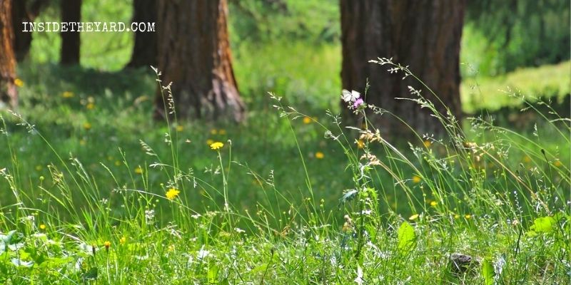 Cómo eliminar la hierba del bosque