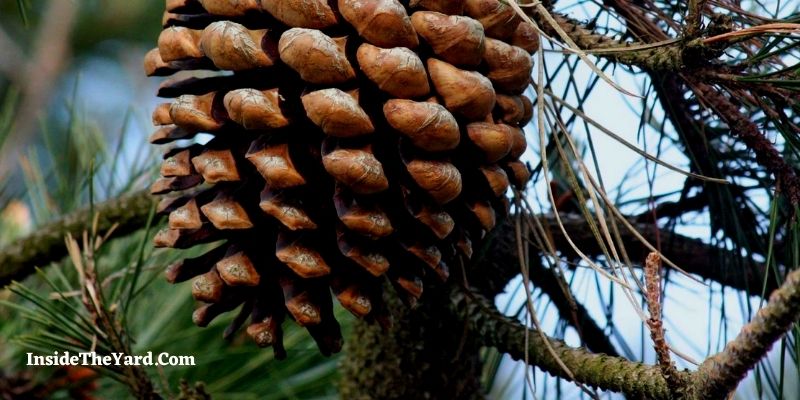 Cómo recoger piñas de pino