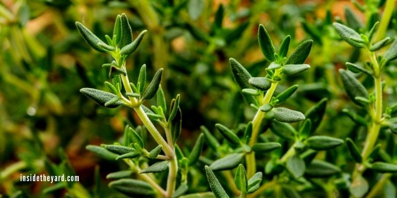 Is Thyme An Annual Or Perennial