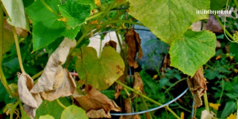 Why Are My Watermelon Plants Dying