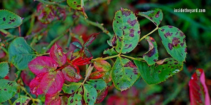 Why Are the Stems on My Rose Bush Turning Black