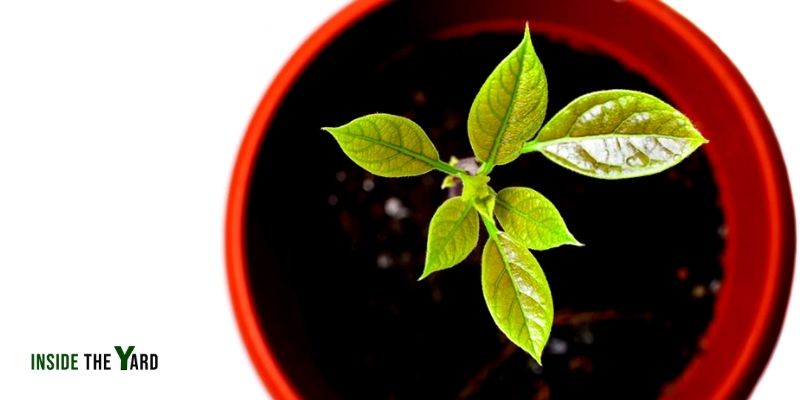 Avocado Plant Leaves Drooping