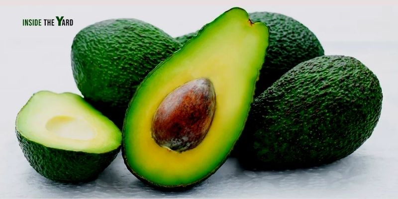 ¿Se pueden cultivar aguacates en Ohio?