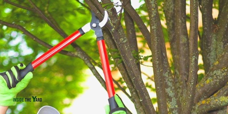 Does Trimming Trees Prevent Root Growth