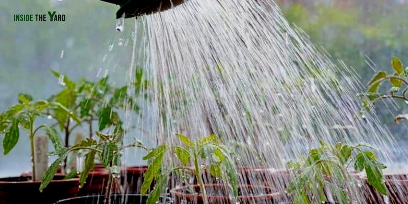 Cómo ablandar el agua dura para las plantas