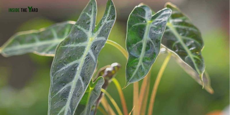 Indoor Elephant Ear Plant Problems