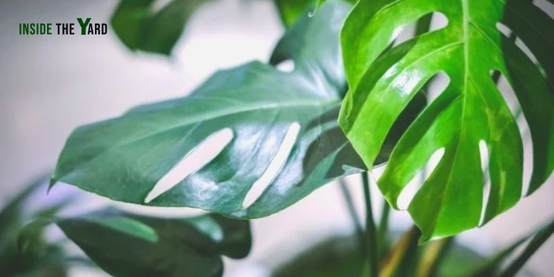 Monstera Drooping After Repotting