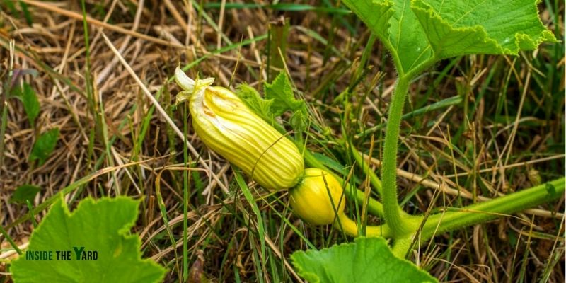 ¿Por qué se están muriendo mis flores de calabaza hembra?