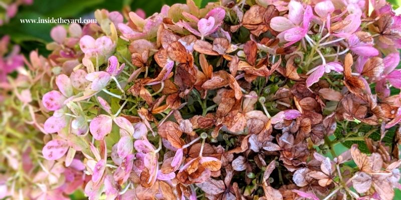 hydrangea leaves fading