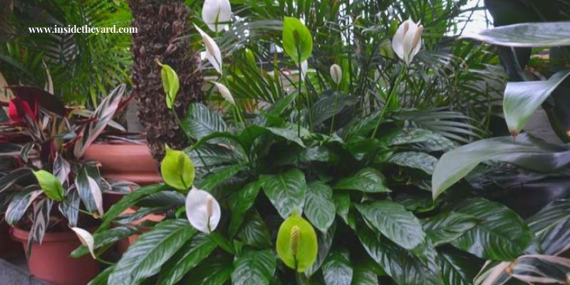 plantas parecidas al lirio de la paz