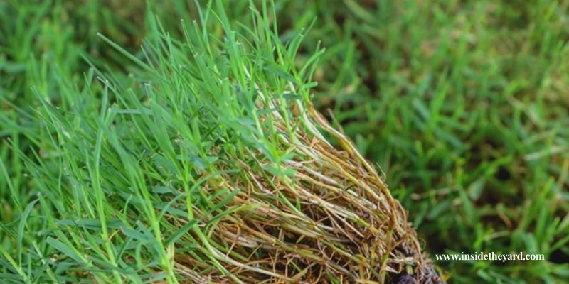 Bermuda Grass Good for Lawn