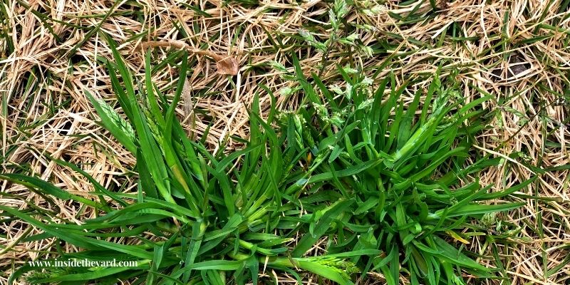 how to kill poa trivialis