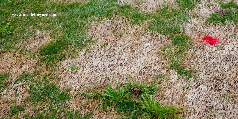 My Grass Turned White After Fertilizing