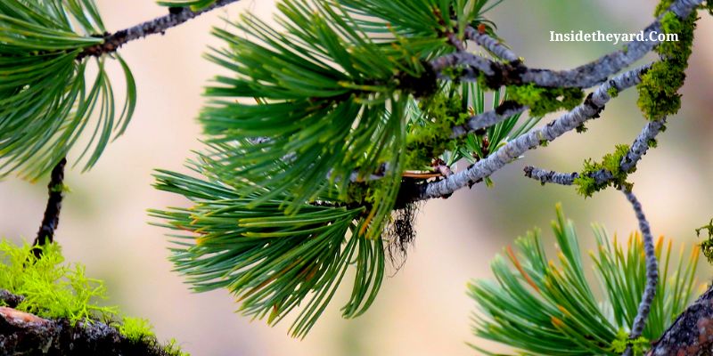 do pine cones turn into trees