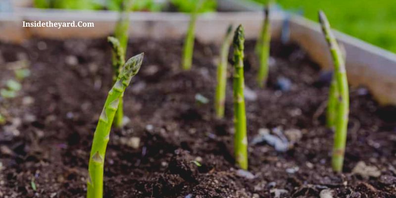 cuántas plantas de espárragos por acre