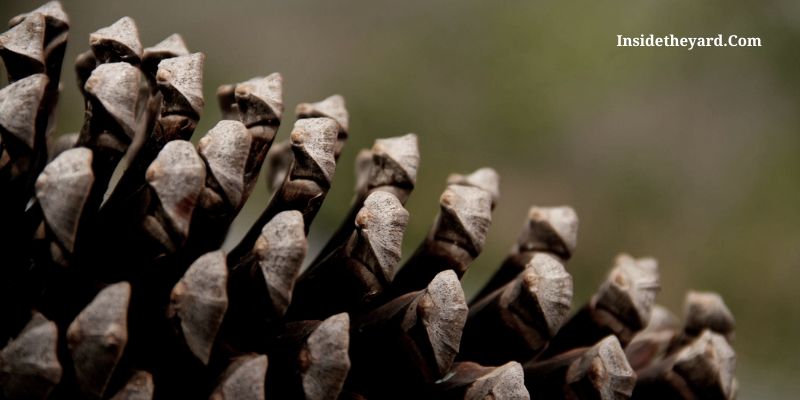 Pine Cones