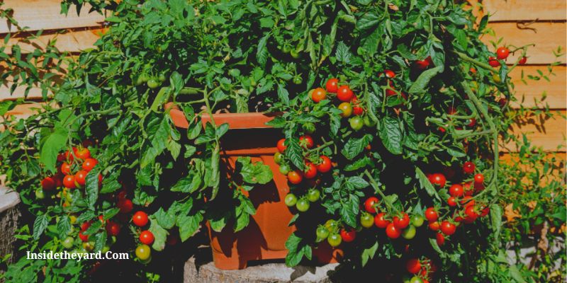 tamaño de maceta para tomates cherry