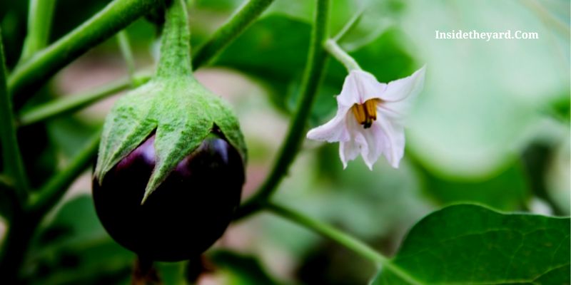 qué no plantar junto a la berenjena