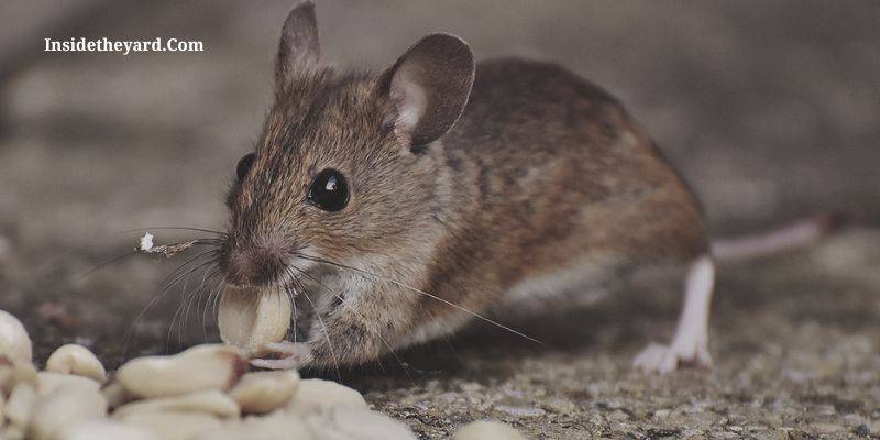 ¿la harina de maíz mata a los ratones?