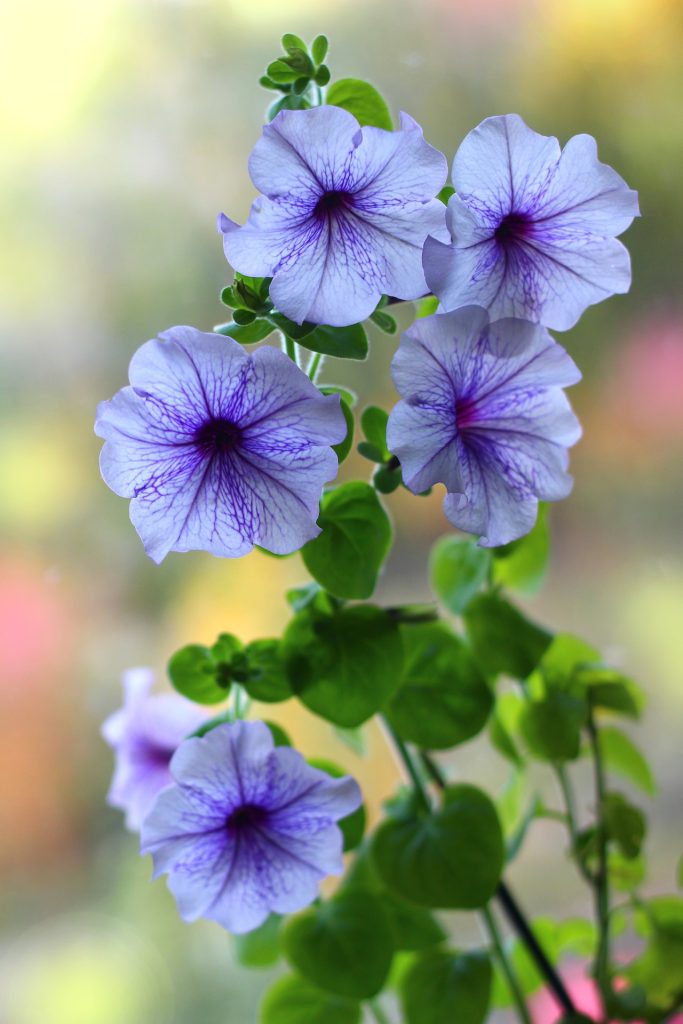 petunia flower