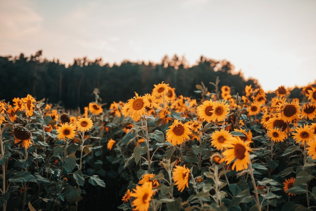 sunflower