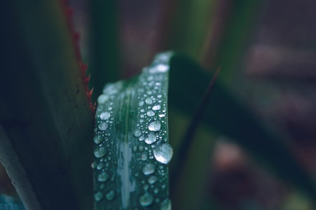 water drops in leaf