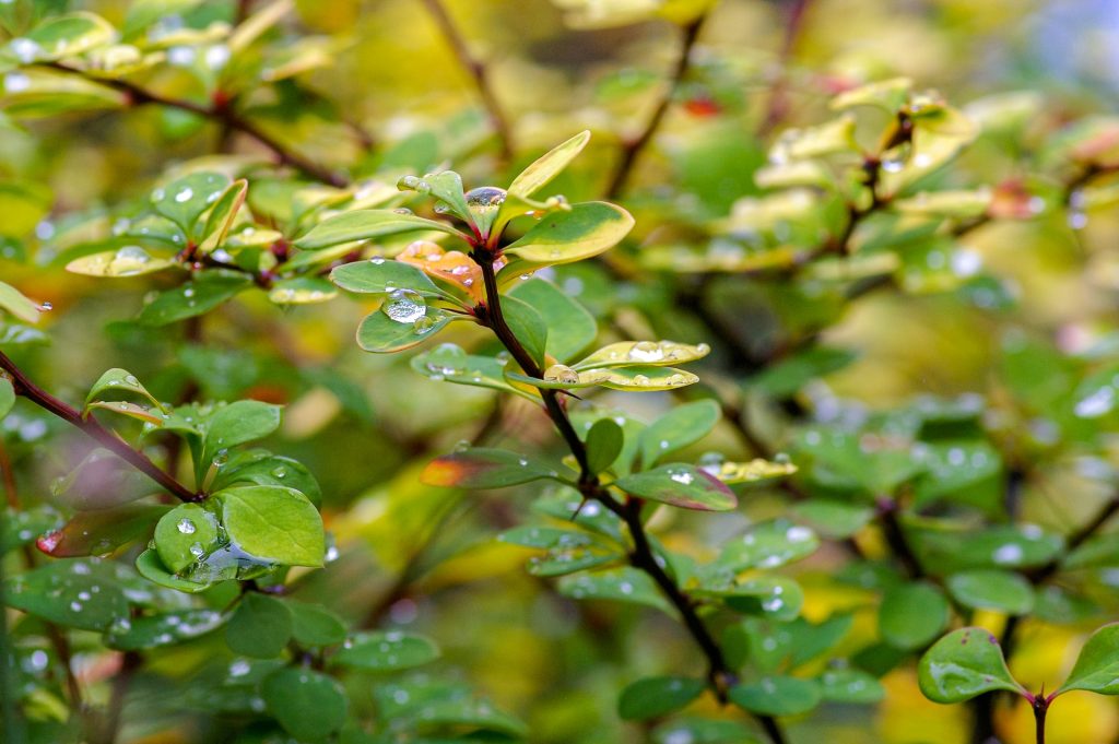 tree leafs