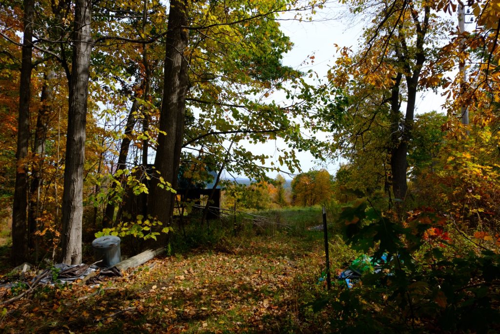 leaf forest