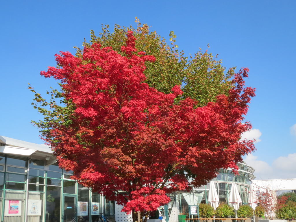 Japanese Maple (Acer palmatum)
