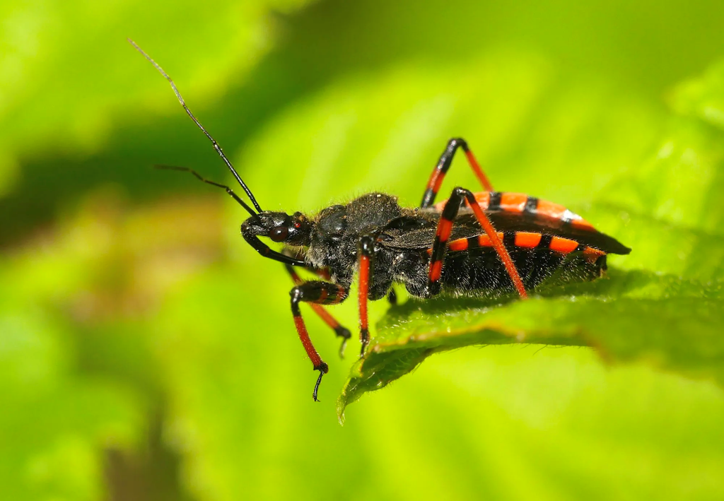 Assassin Bugs