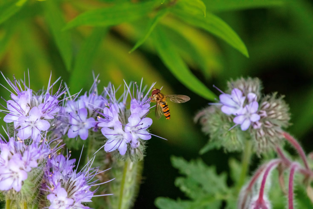 Hoverflies