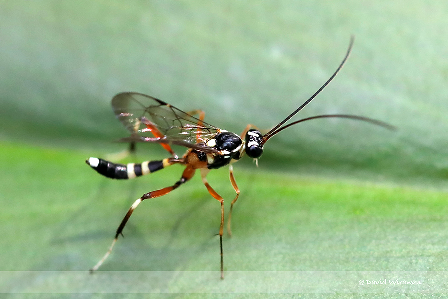 Ichneumon Wasps