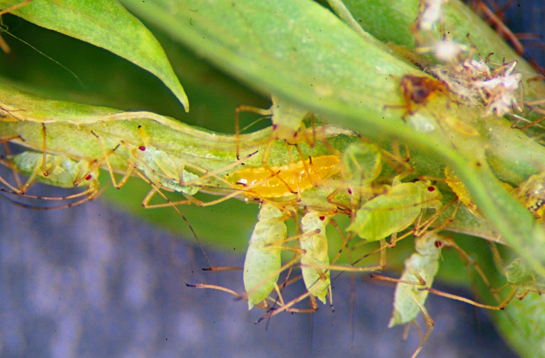 Aphid Midges