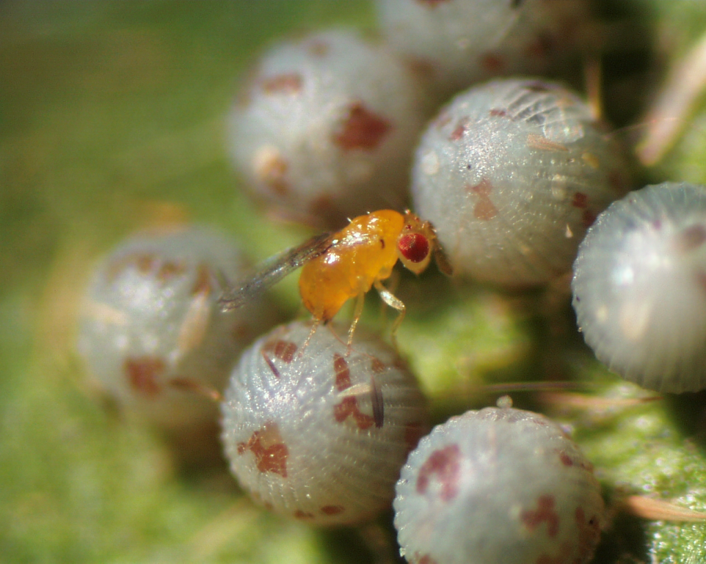 Trichogramma Wasps