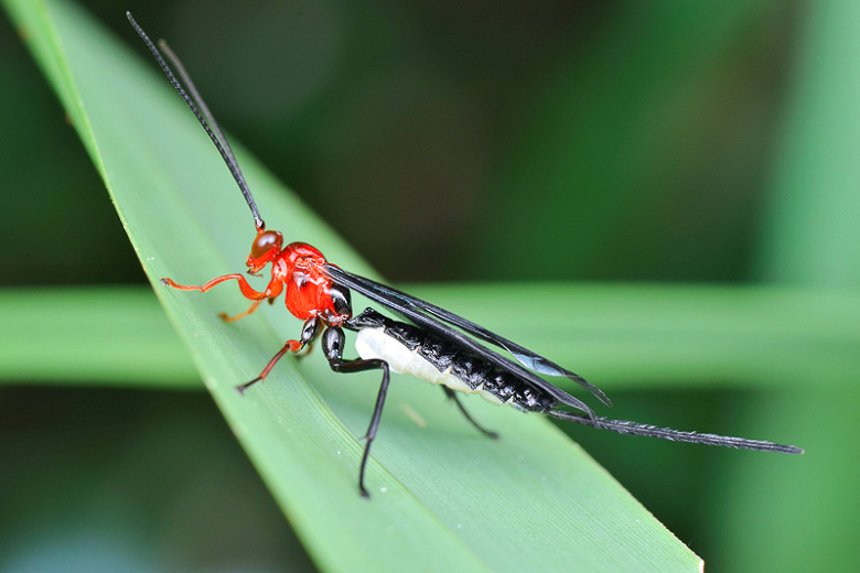 Braconid Wasps