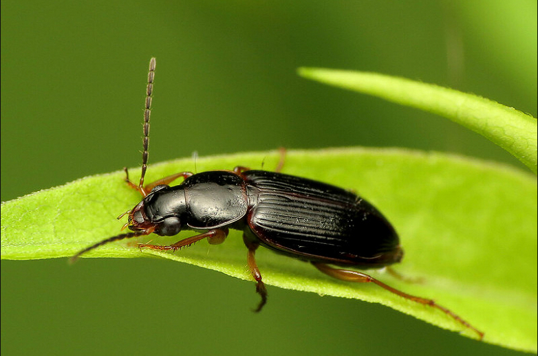 Ground Beetles