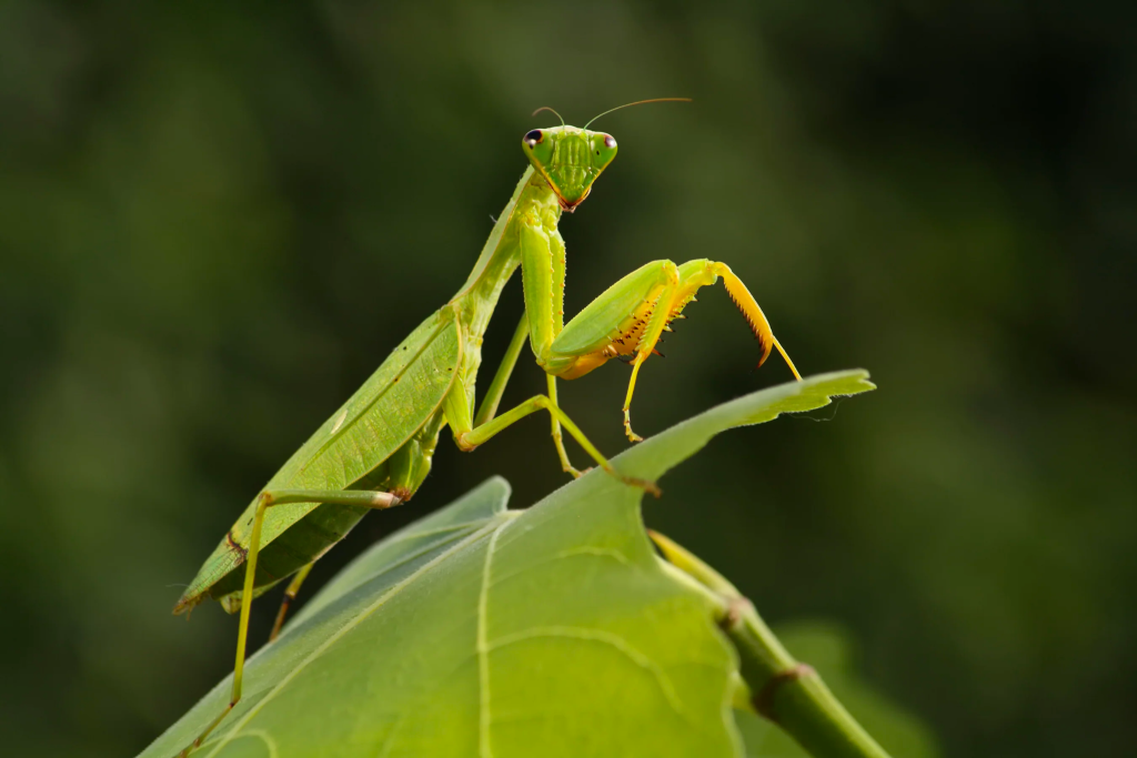 Praying Mantises