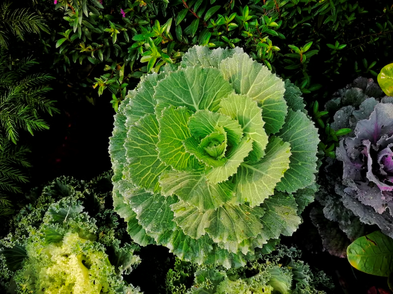 cabbage flower