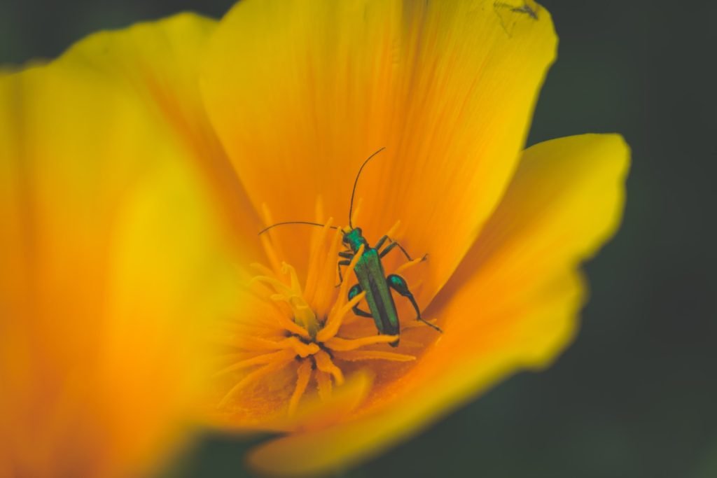 insect on yellow flower