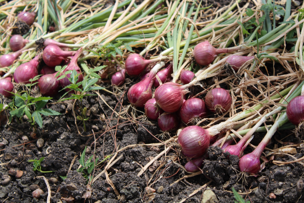 group of onion in field