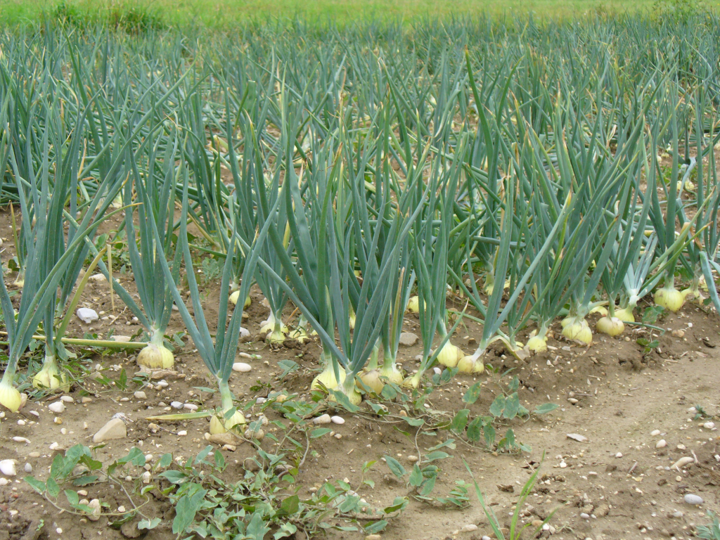 grown onion plants