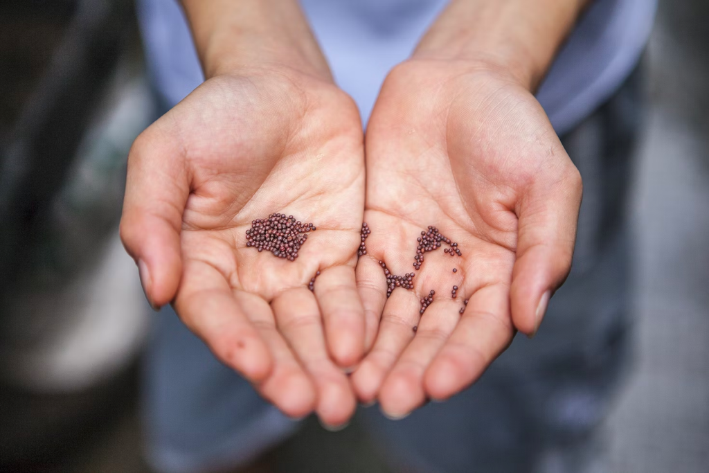 seed on a woman's hand