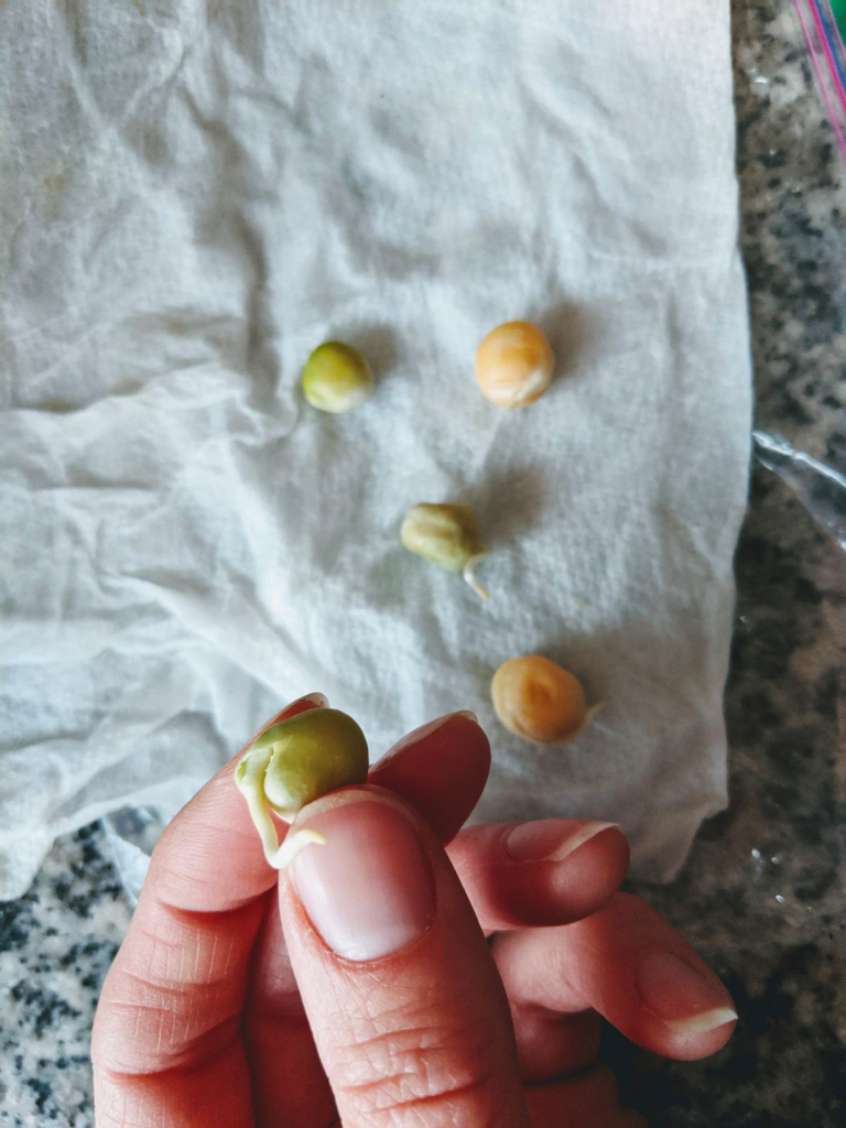 Seed Germination in Paper Towel Snow Pea