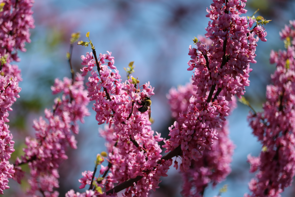 Eastern Redbud (Cercis canadensis)
