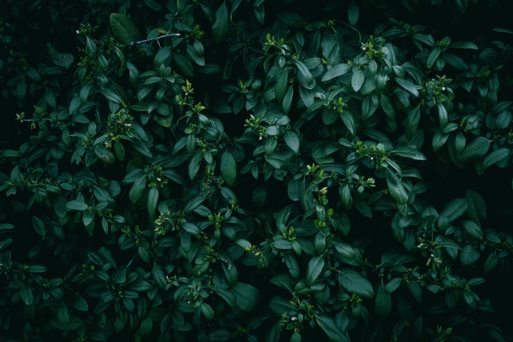 a close up of a bush with green leaves