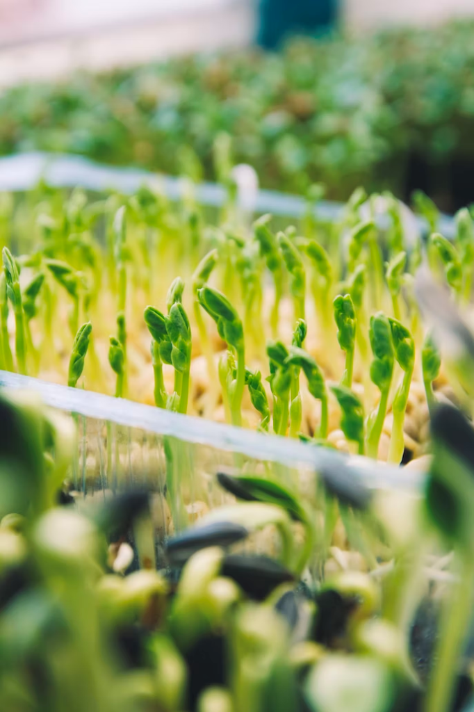 plants in early stage