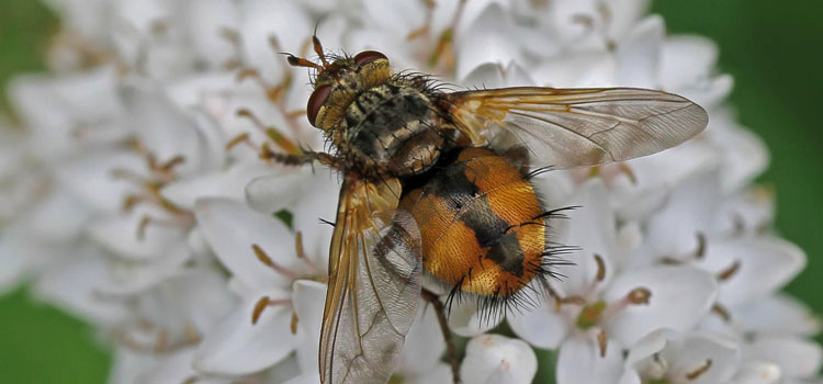 Tachinid Flies (Tachinidae)