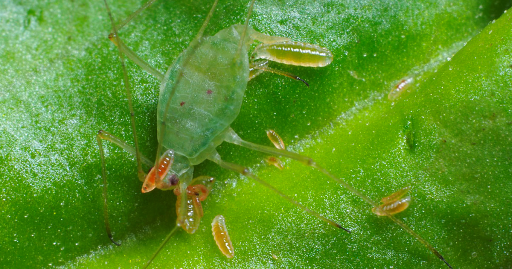 Aphid Midges (Aphidoidea)