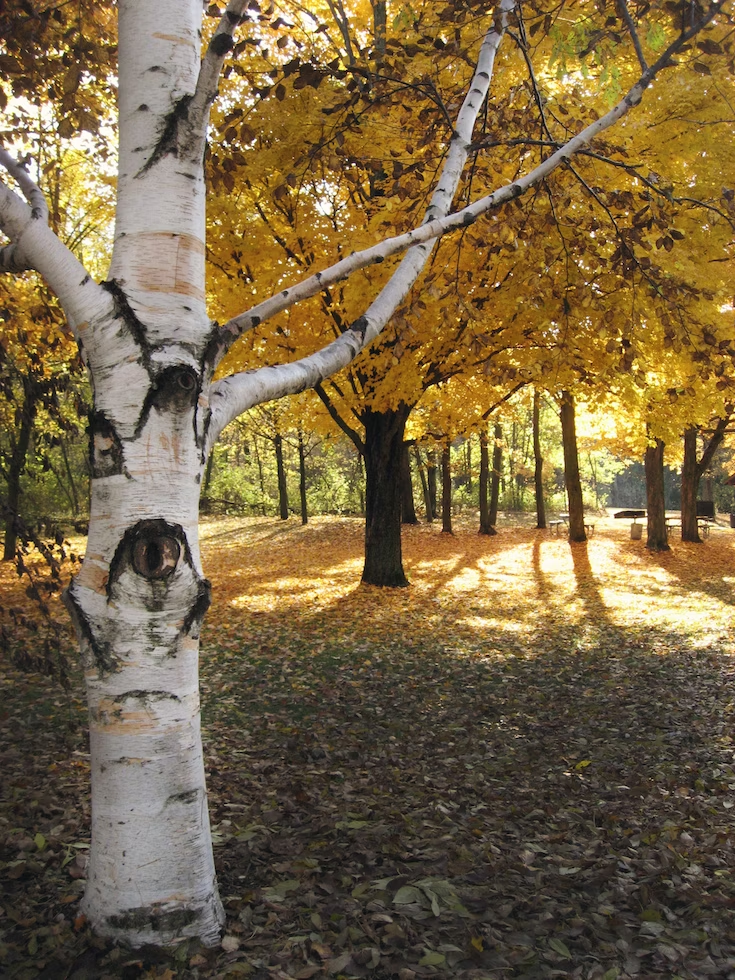 Paper Birch (Betula papyrifera)
