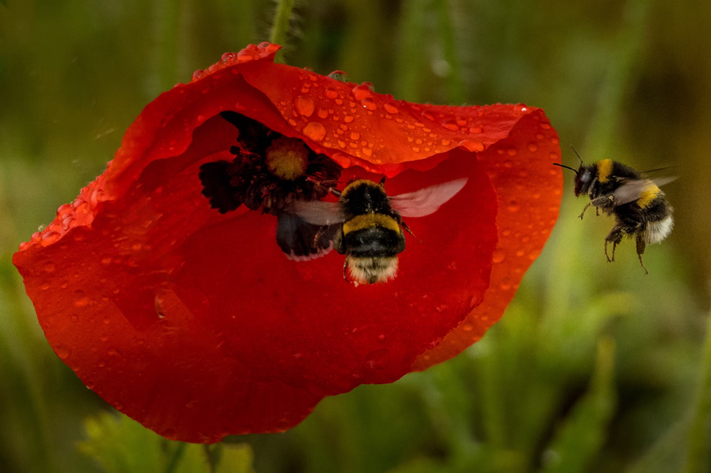 honeybee perched on red flower in close up photography during daytime
